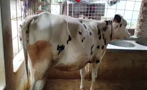 1391 Heifer Calf.