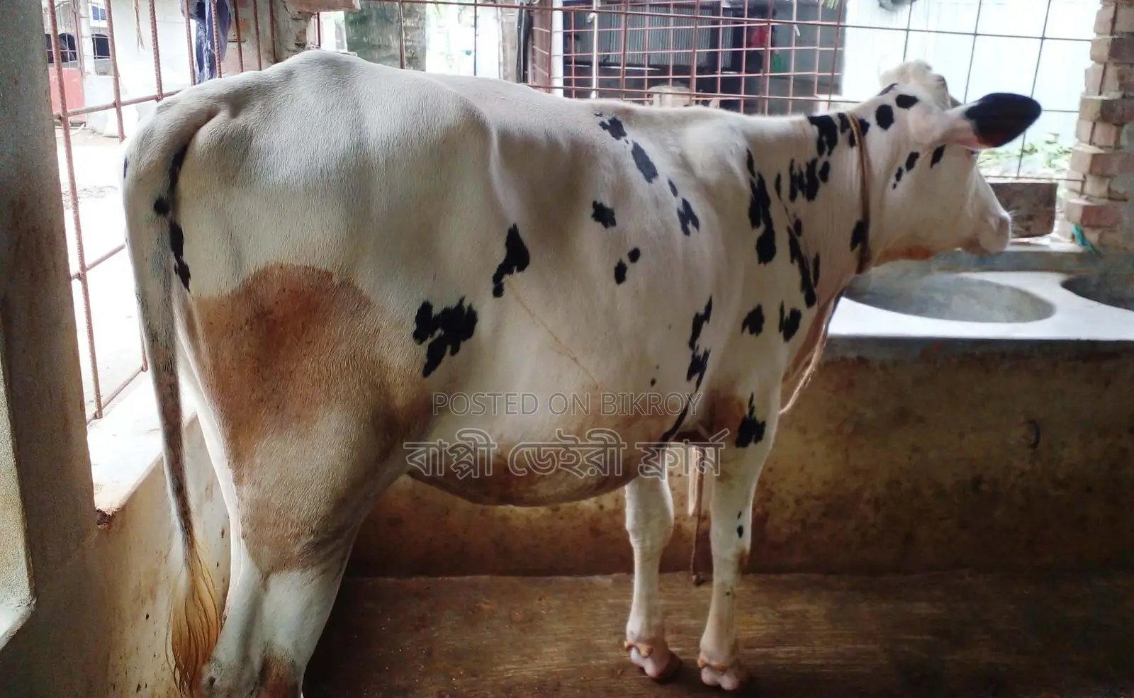 1391 Heifer Calf.