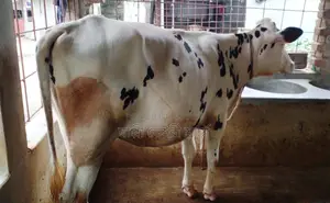 1391 Heifer Calf.