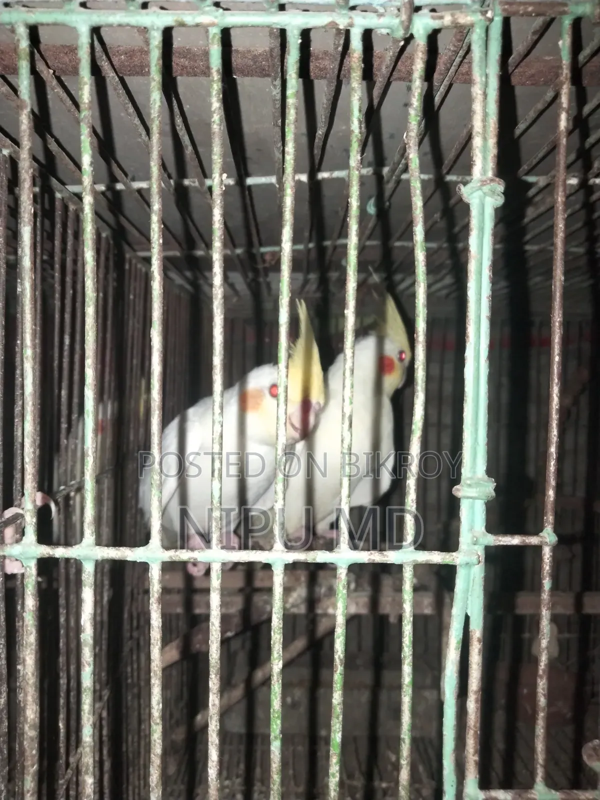 ডিম বাচ্চা করা বাজরিগা পাখি