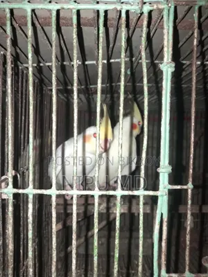 ডিম বাচ্চা করা বাজরিগা পাখি