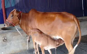Improved breed cow number 1392 for sale.