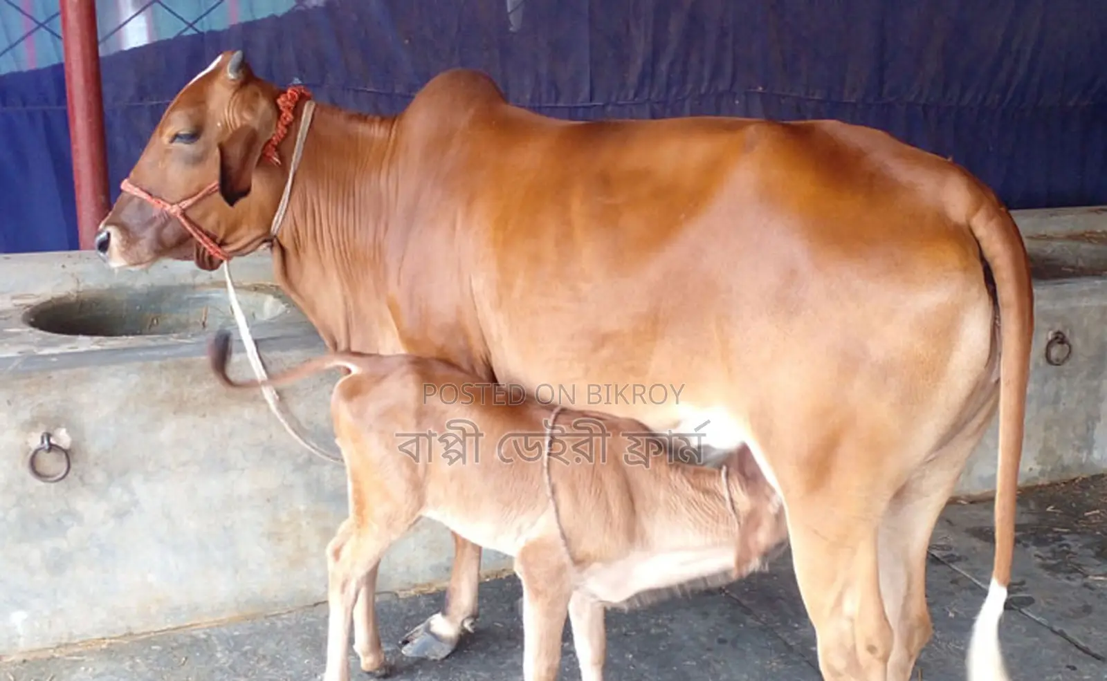 Improved breed cow number 1392 for sale.