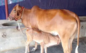 Improved breed cow number 1392 for sale.
