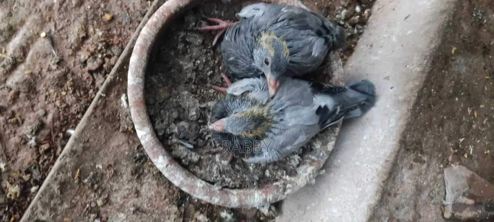 কবুতরের বাচ্চা