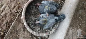 কবুতরের বাচ্চা