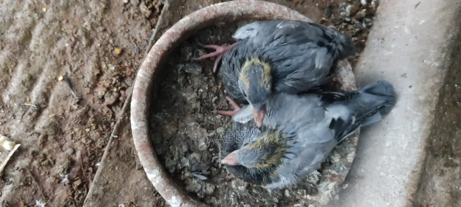কবুতরের বাচ্চা