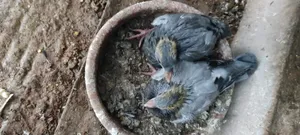 কবুতরের বাচ্চা