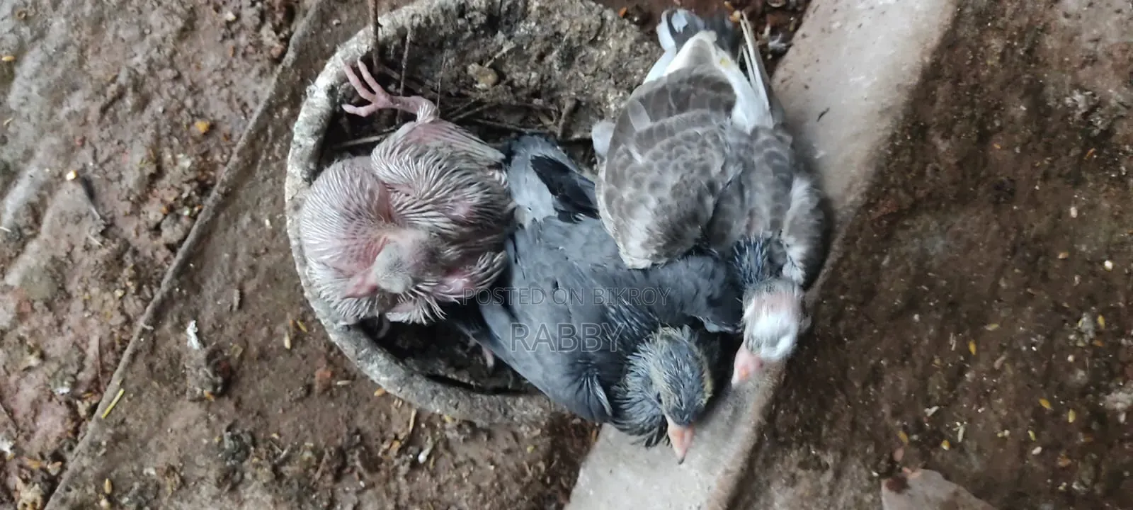 কবুতরের বাচ্চা