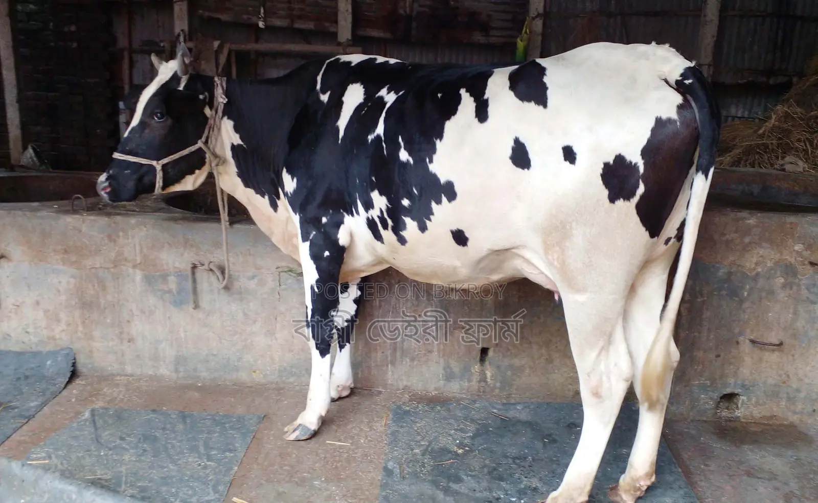 Cow No. 1393