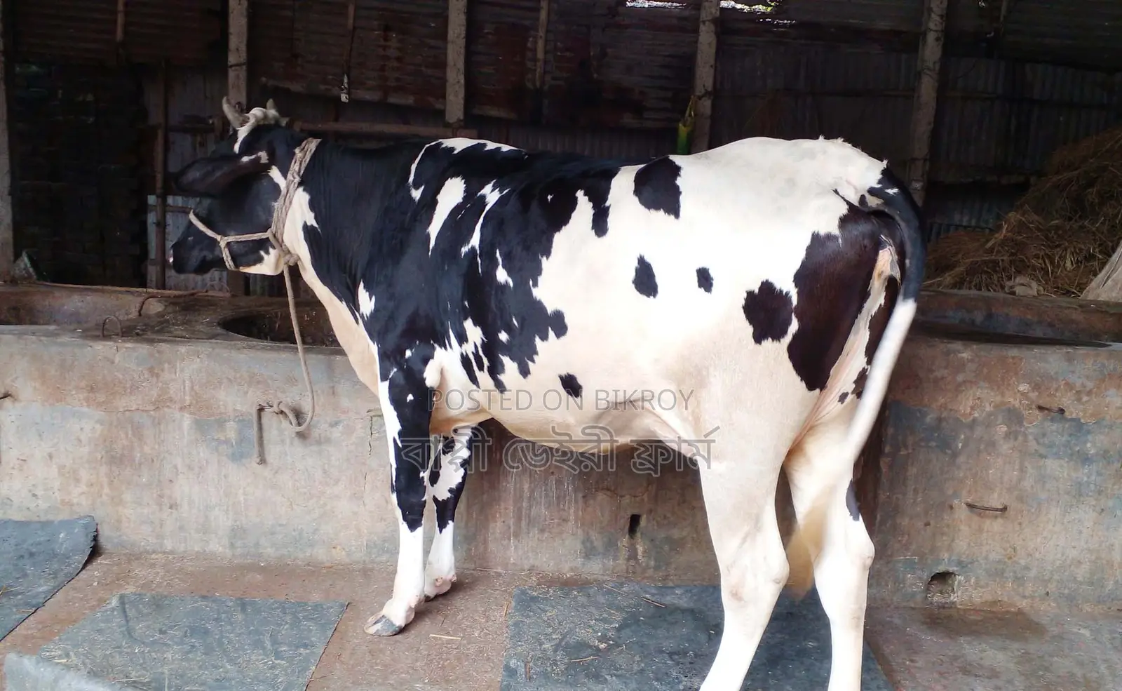 Cow No. 1393