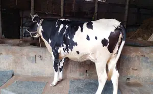 Cow No. 1393