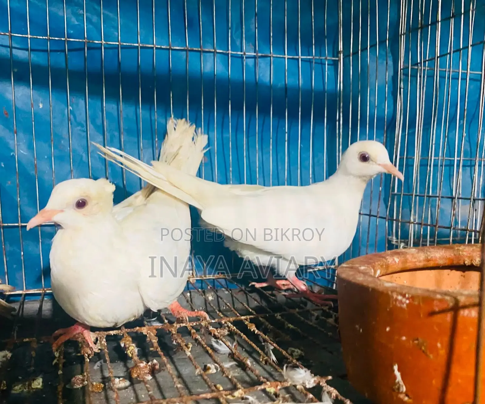 সাদা চুইটাল ঘুঘু