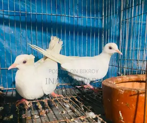 সাদা চুইটাল ঘুঘু