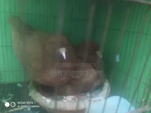 এক জোড়া রানিং ডিম পাড়া কিং কবুতর বিক্রি করা হবে।