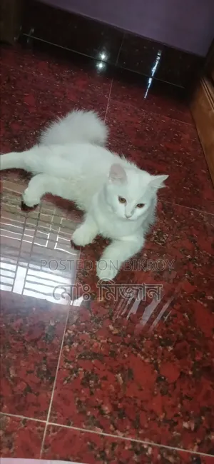 ৬-১২ মাসের স্ত্রী পিওর পার্শিয়ান বিড়াল