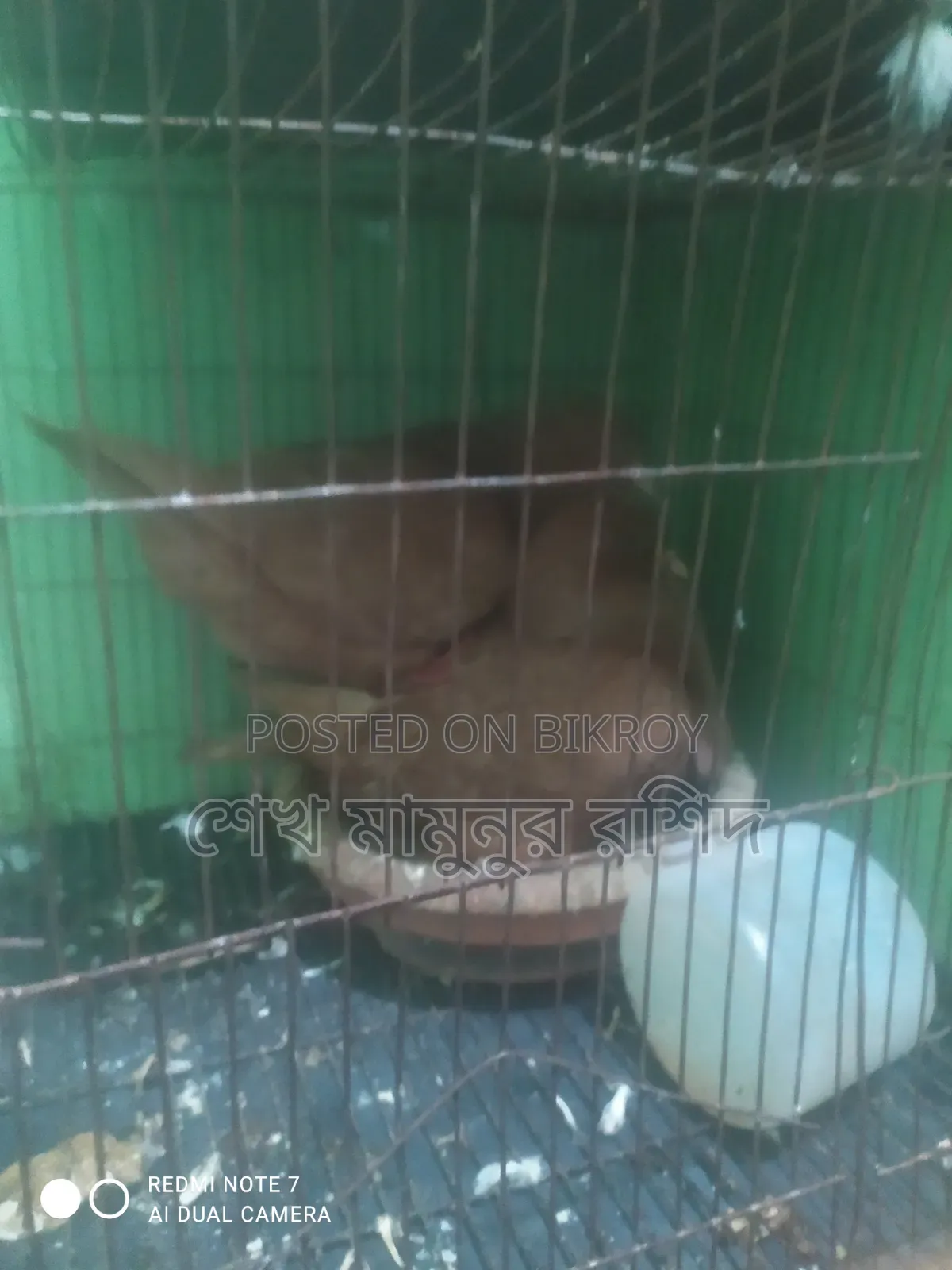 এক জোড়া রানিং ডিম পাড়া কিং কবুতর বিক্রি করা হবে।