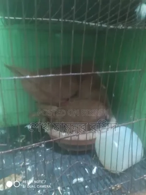 এক জোড়া রানিং ডিম পাড়া কিং কবুতর বিক্রি করা হবে।