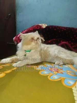 ১+ বছরের পুরুষ পিওরব্রেড এক্সোটিক বিড়াল