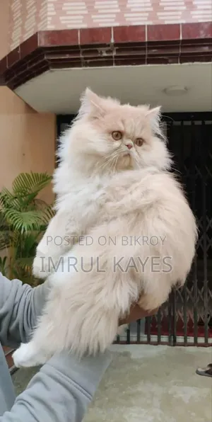 ১+ বছরের পুরুষ পিওরব্রেড এক্সোটিক বিড়াল
