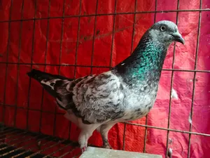 Female Pigeon