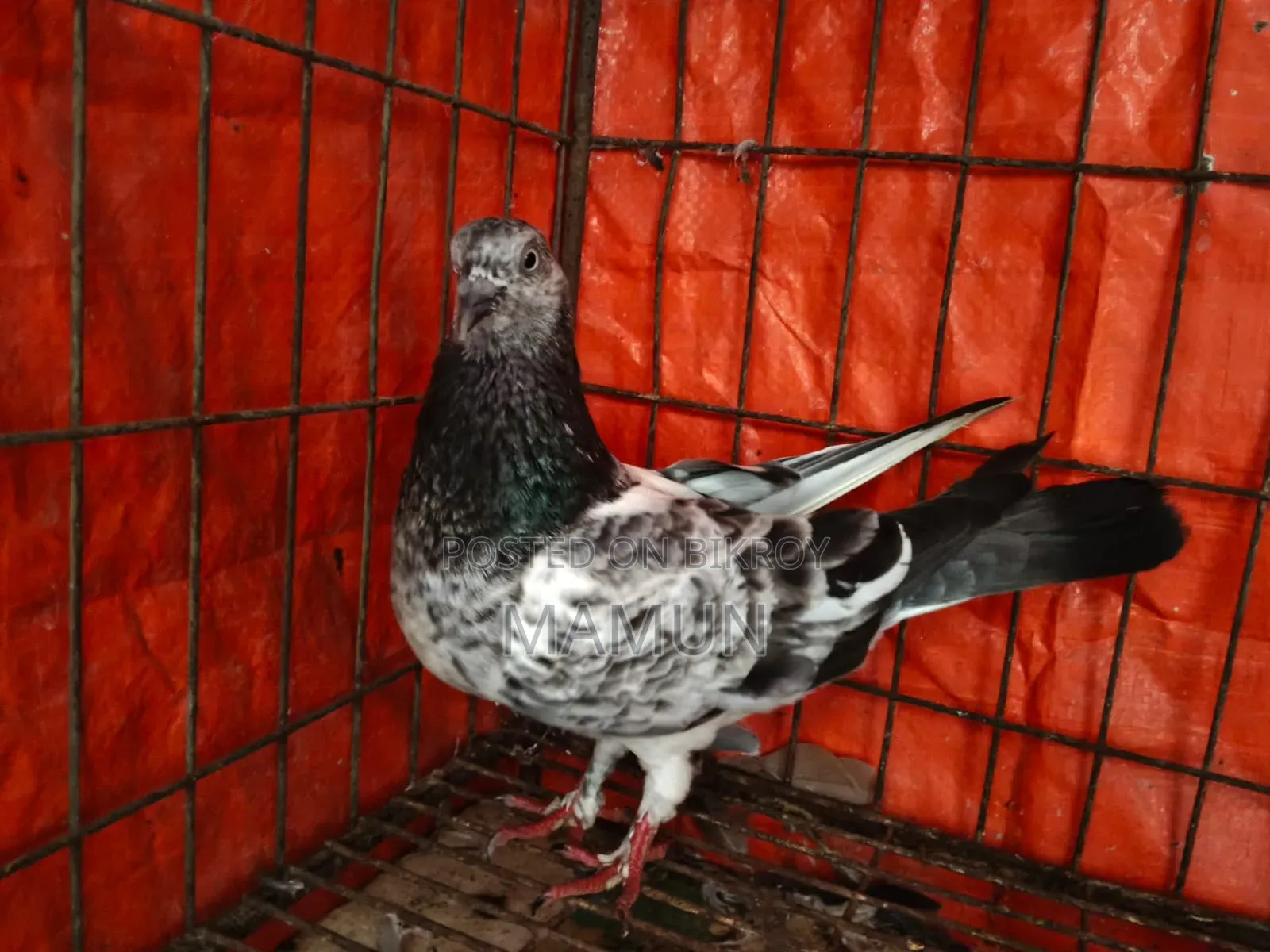 Female Pigeon