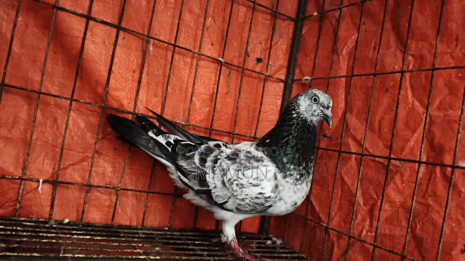 Female Pigeon