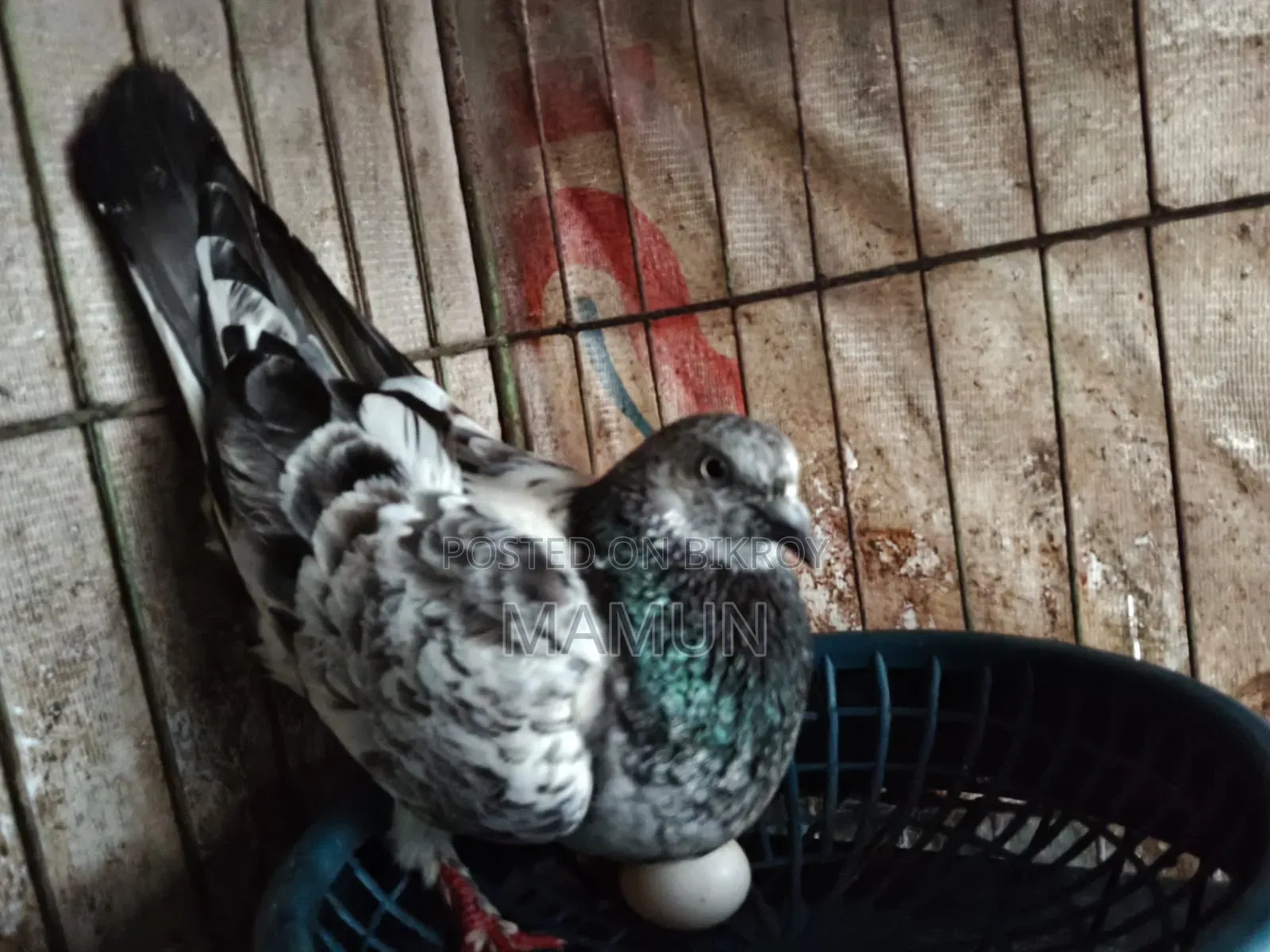 Female Pigeon