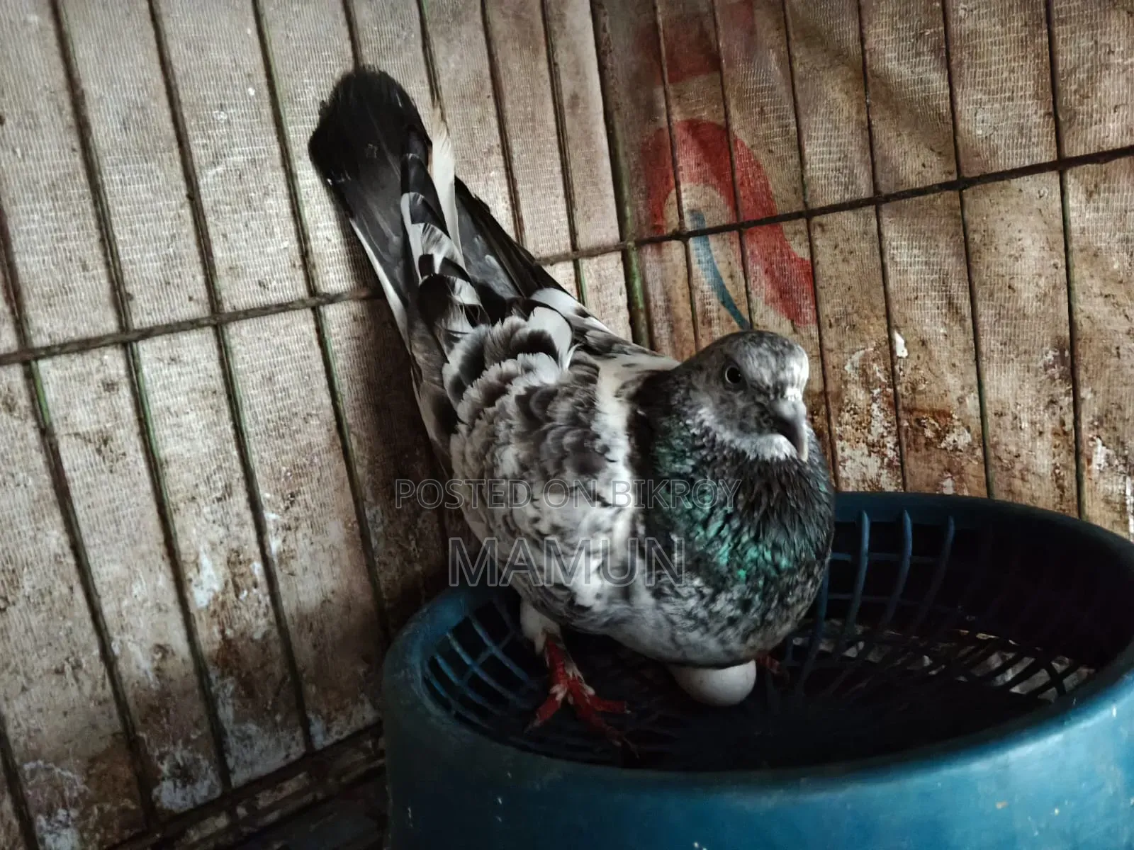 Female Pigeon