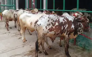 1395 number improved breed 7 bull calves will be sold.