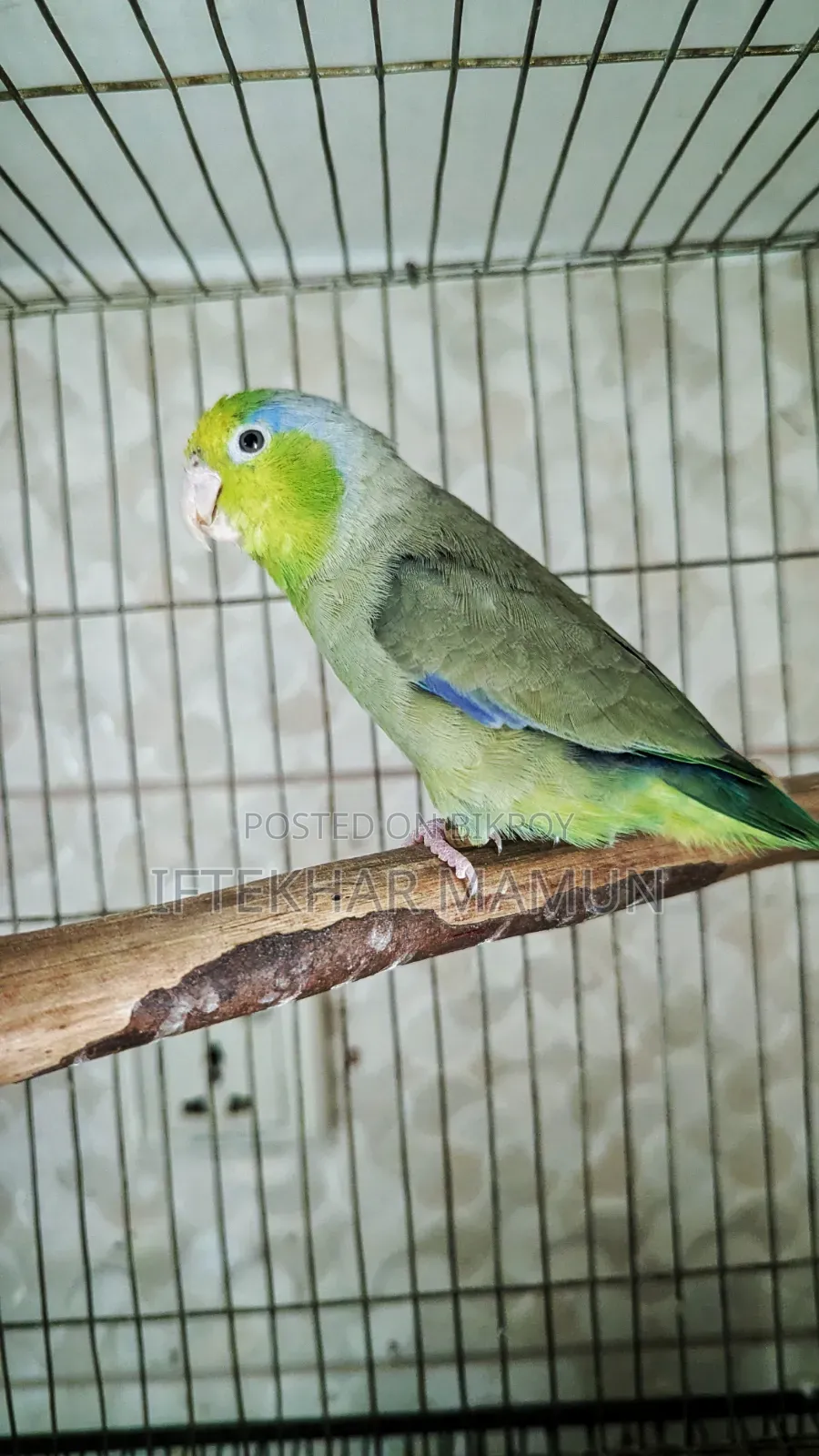 Adult Male Forpus