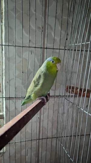 Adult Male Forpus