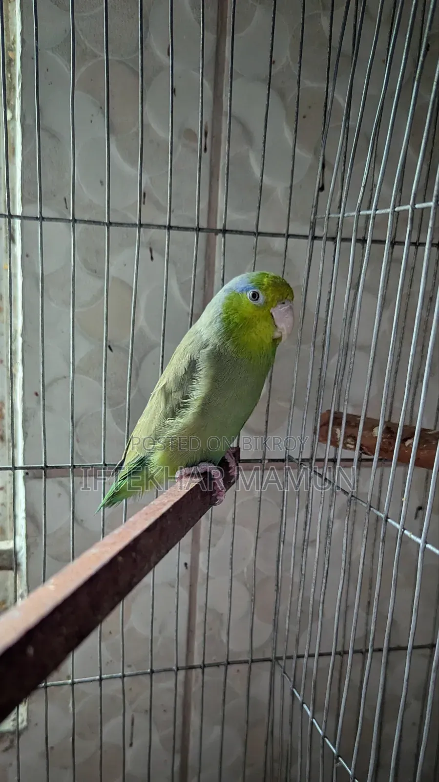Adult Male Forpus