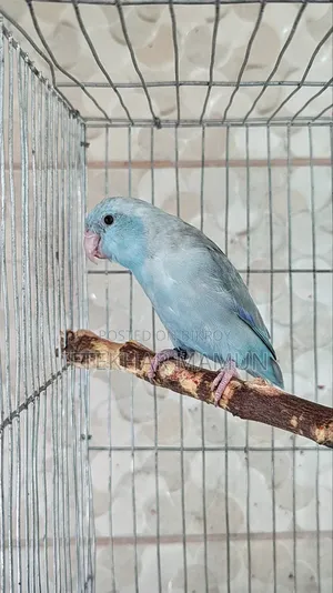 Adult Male Forpus