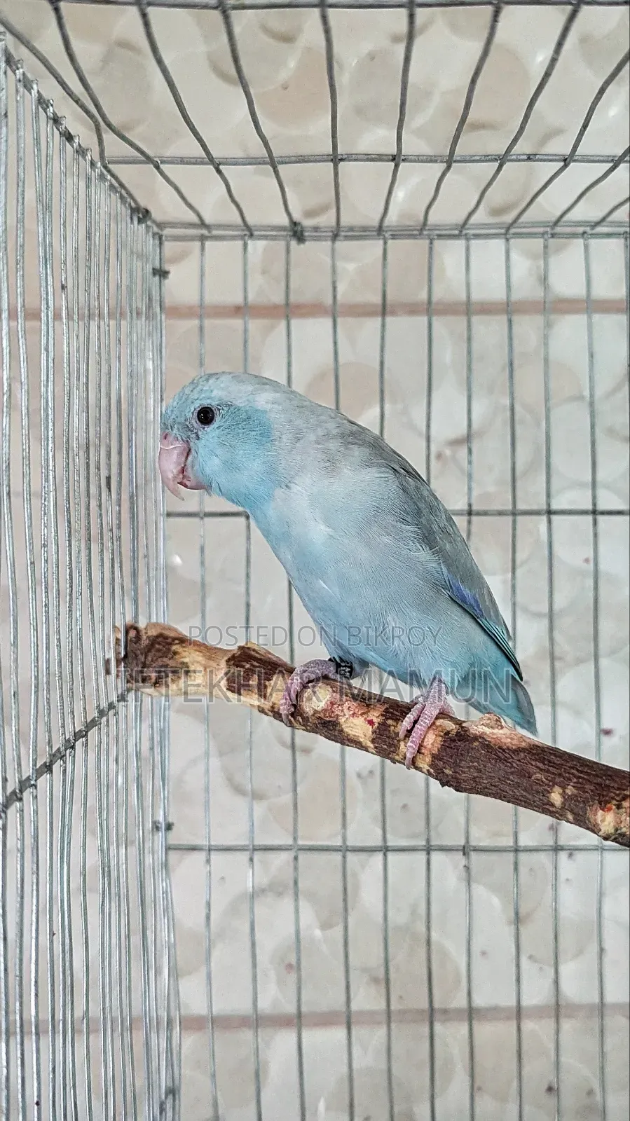 Adult Male Forpus