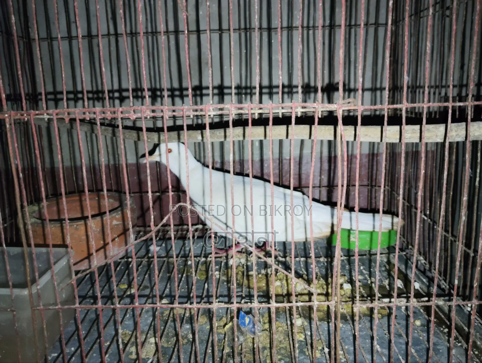 পাখি বিক্রি করা হবে ১ পিস পুরুষ