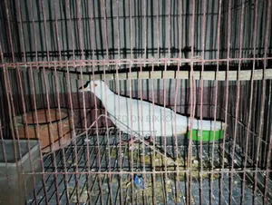 পাখি বিক্রি করা হবে ১ পিস পুরুষ