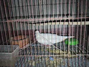 পাখি বিক্রি করা হবে ১ পিস পুরুষ