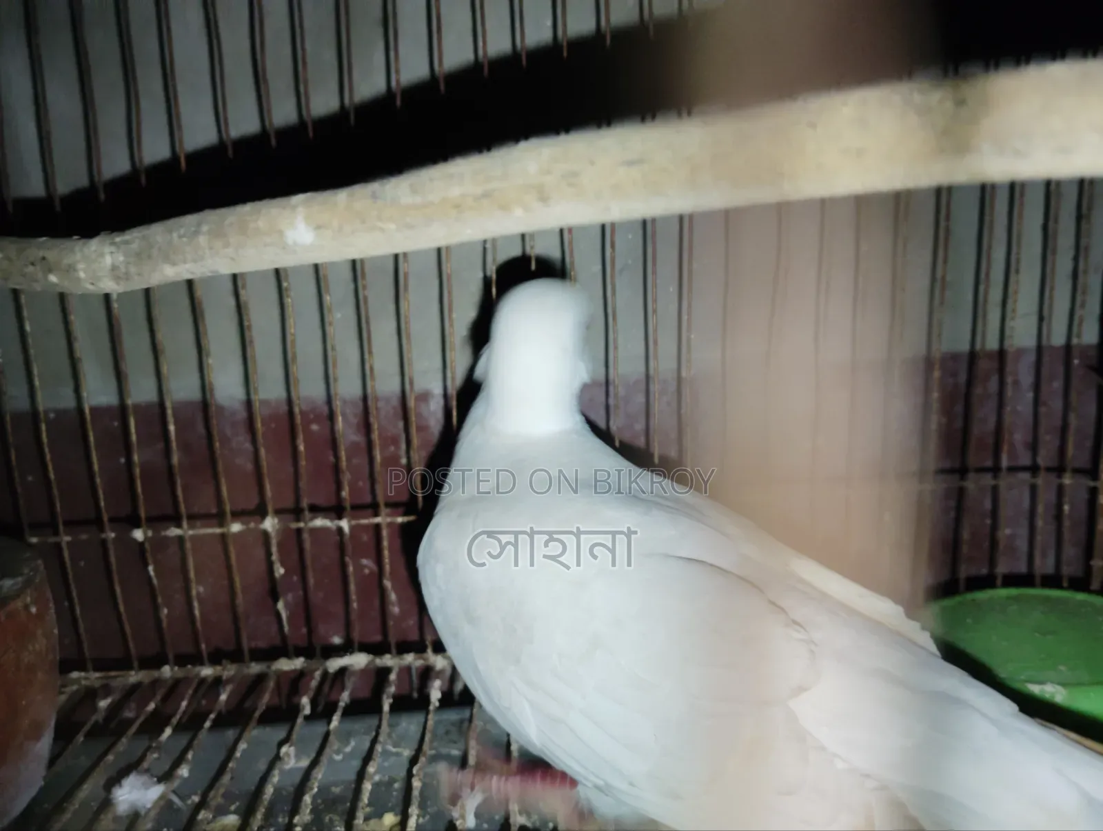 পাখি বিক্রি করা হবে ১ পিস পুরুষ