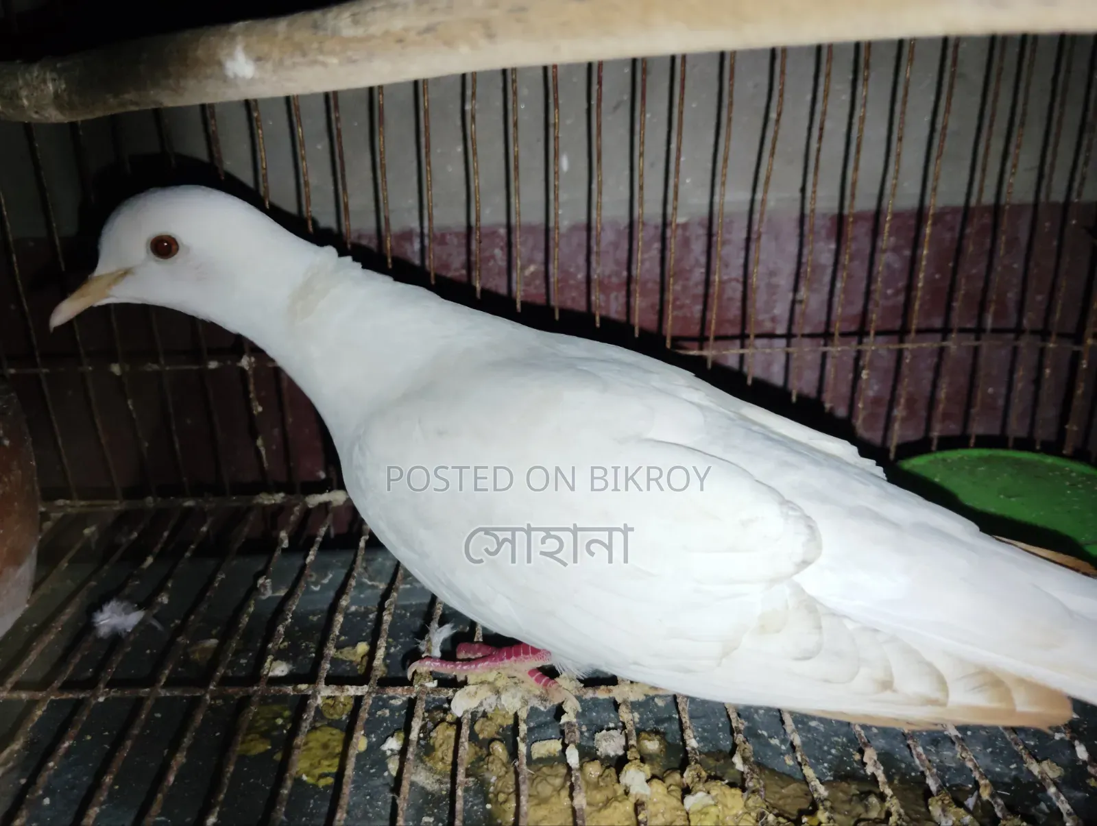 পাখি বিক্রি করা হবে ১ পিস পুরুষ