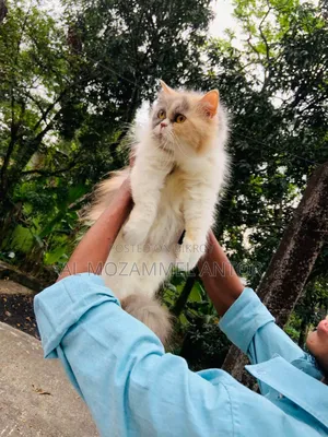 6-12 Months Male Purebred Persian Cat