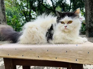 6-12 Months Male Purebred Persian Cat