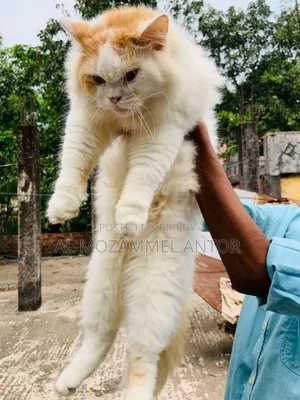 6-12 Months Male Purebred Persian Cat