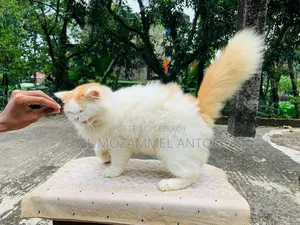 6-12 Months Male Purebred Persian Cat