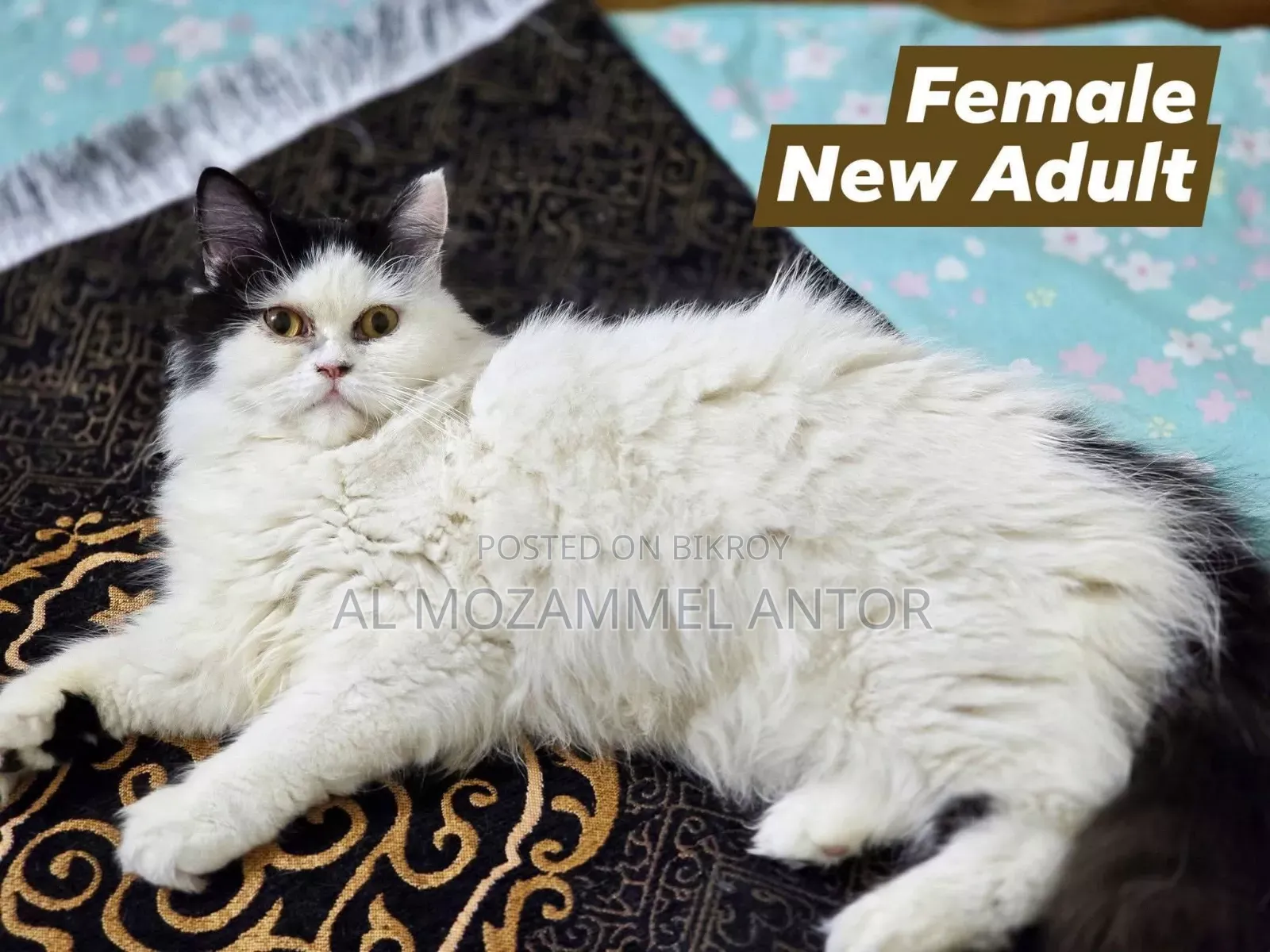 6-12 Months Male Purebred Persian Cat