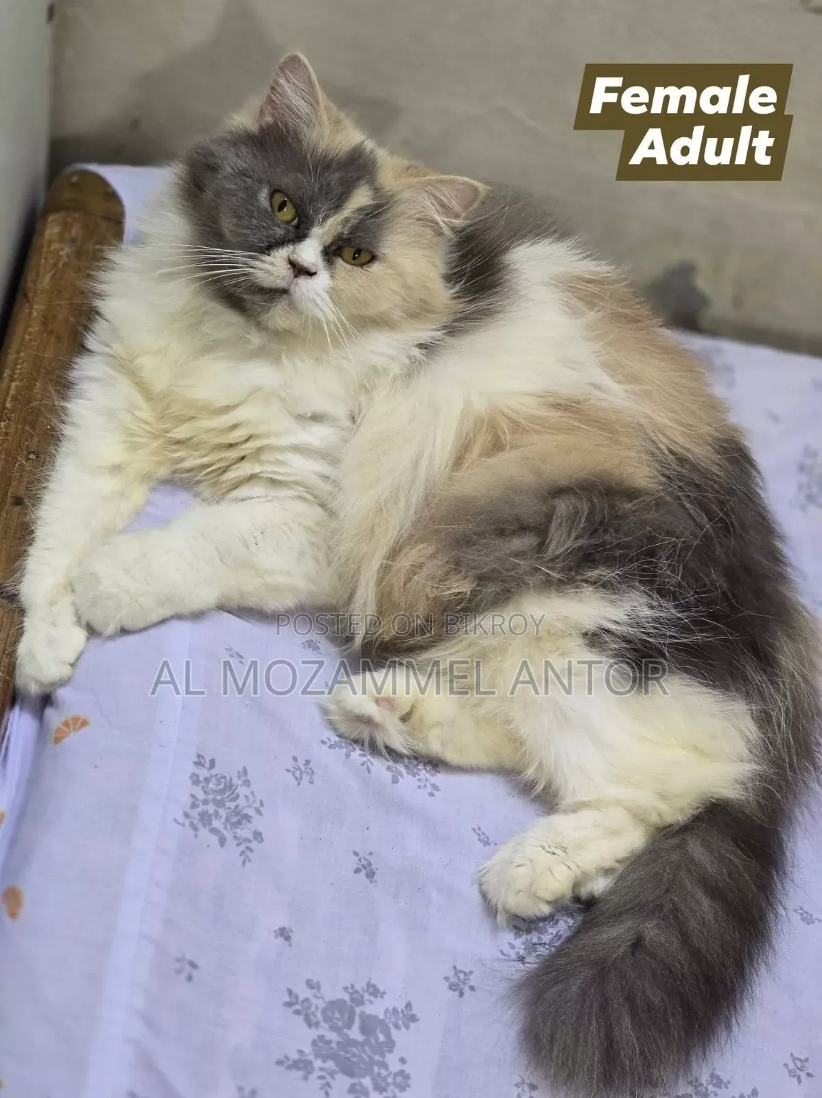 6-12 Months Male Purebred Persian Cat