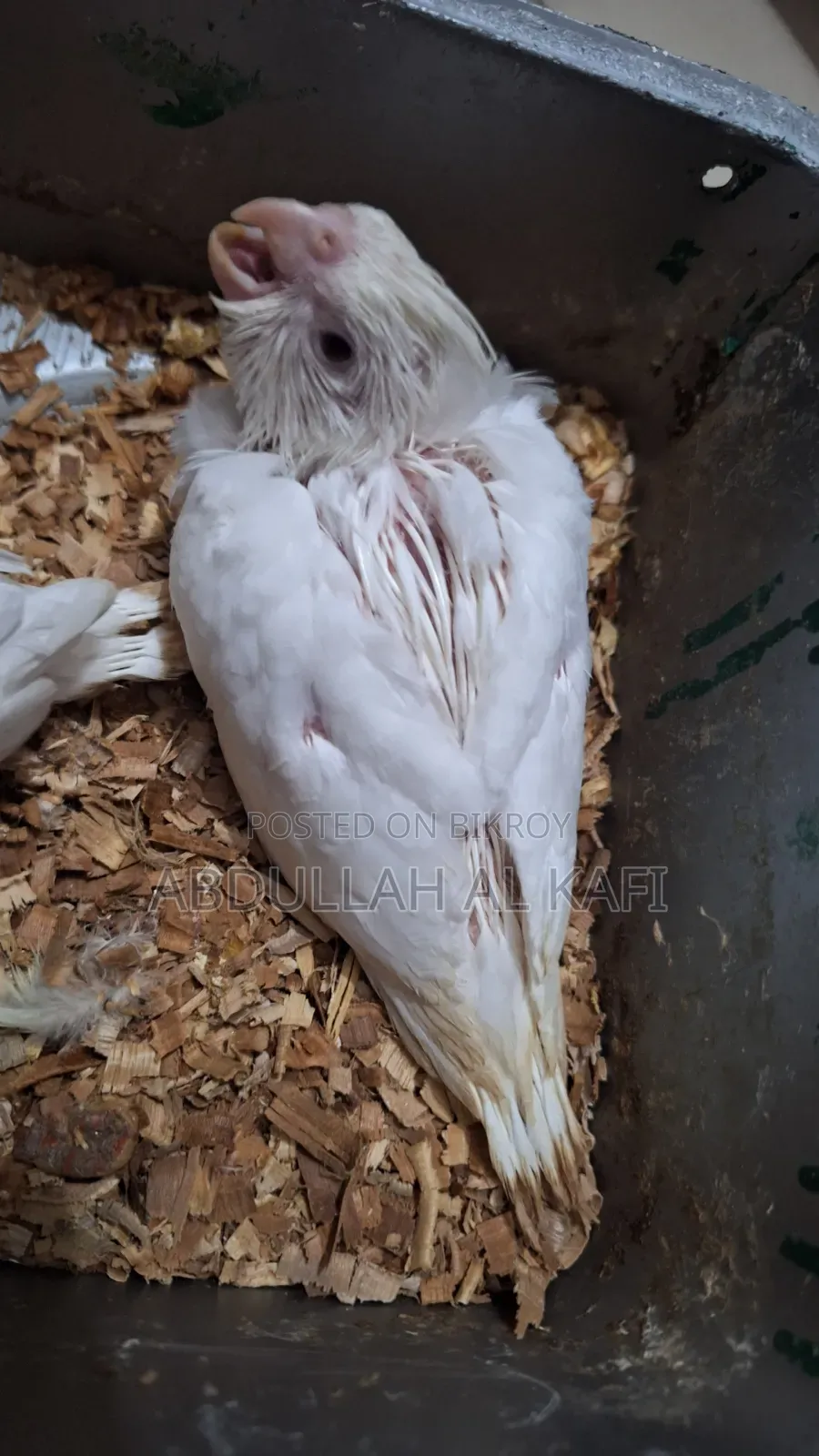 Albino Cocktail