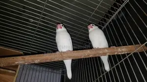 স্নো হোয়াইট জাভা বার্ড