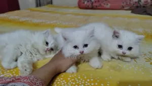 1-3 Months Male Purebred Persian