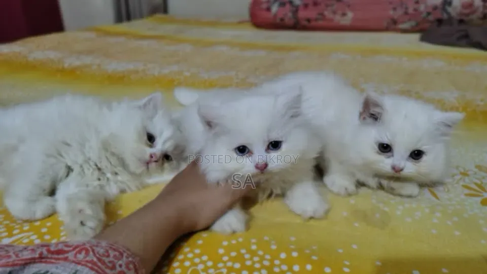 1-3 Months Male Purebred Persian